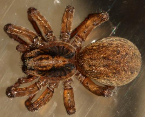 Trochosa terricola